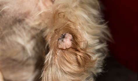 dog cornifying epitheliomas|Benign Skin Tumors in Dogs